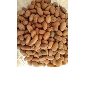 Fresh Organic Bitter Kola (Garcinia Kola from west Africa) 12 pieces